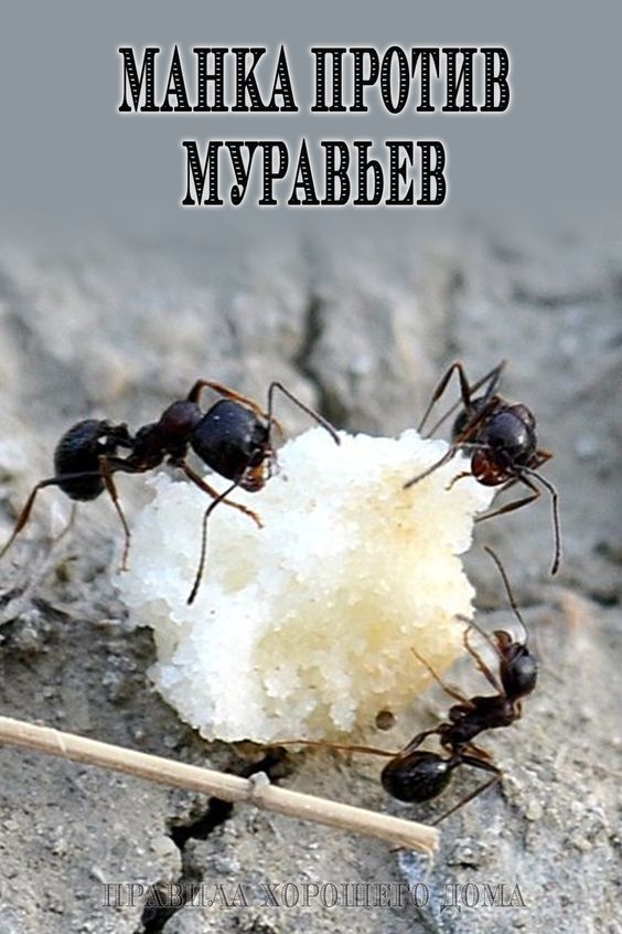 Манка против муравьев