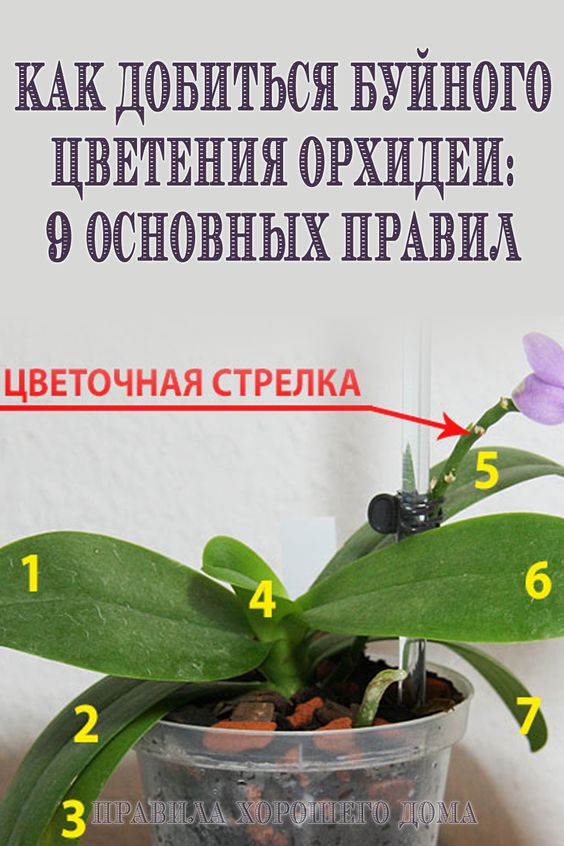 Как добиться буйного цветения орхидеи: 9 основных правил