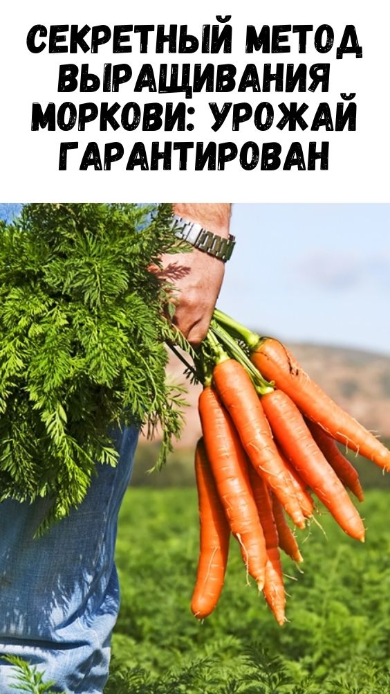 Секретный метод выращивания моркови: урожай гарантирован