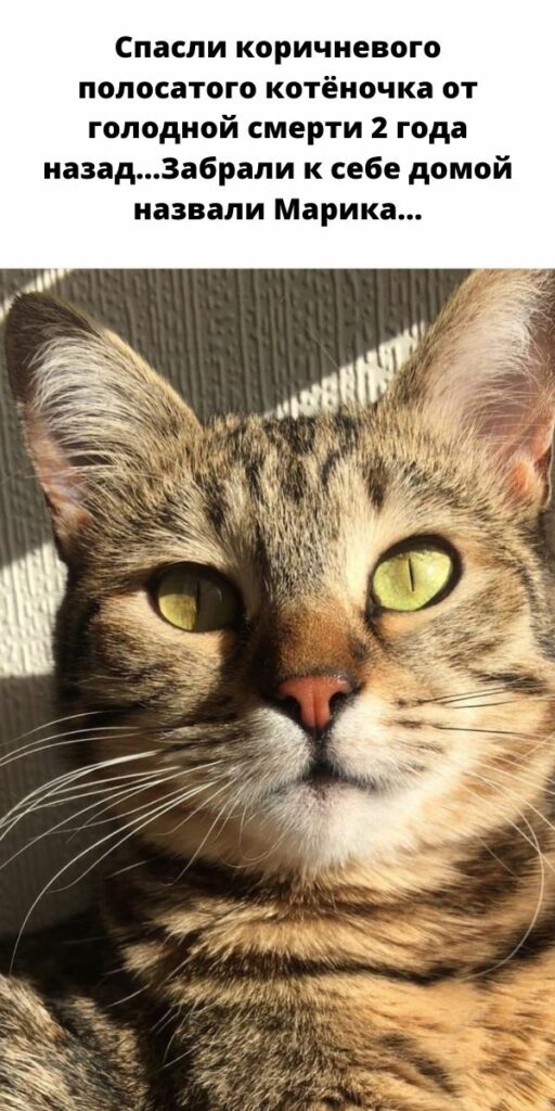 Спасли коричневого полосатого котёночка от голодной смерти 2 года назад…Забрали к себе домой назвали Марика…