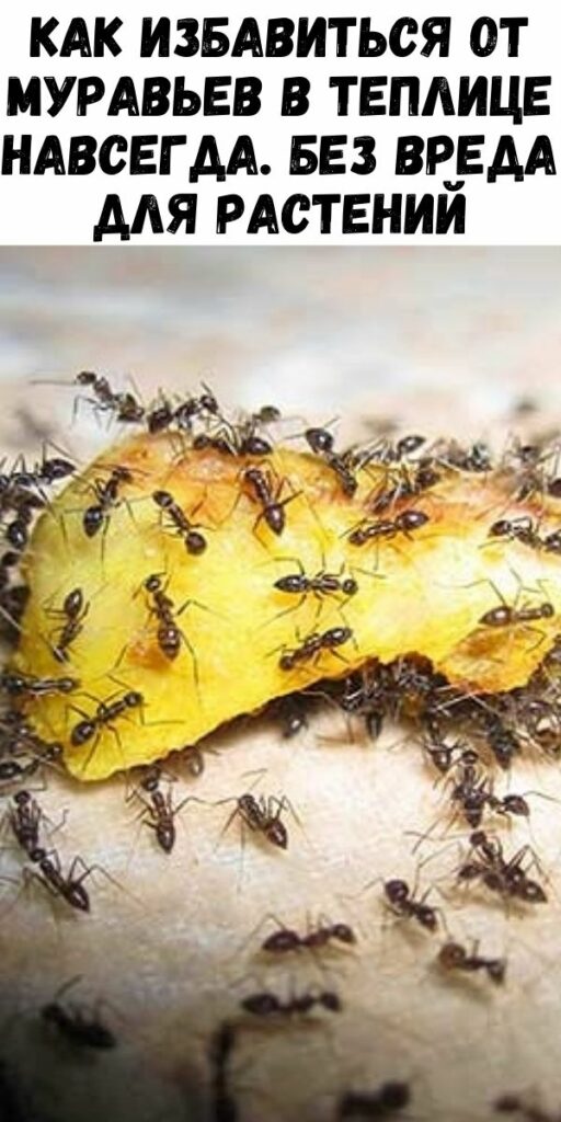 Как избавиться от муравьев в теплице навсегда. Без вреда для растений