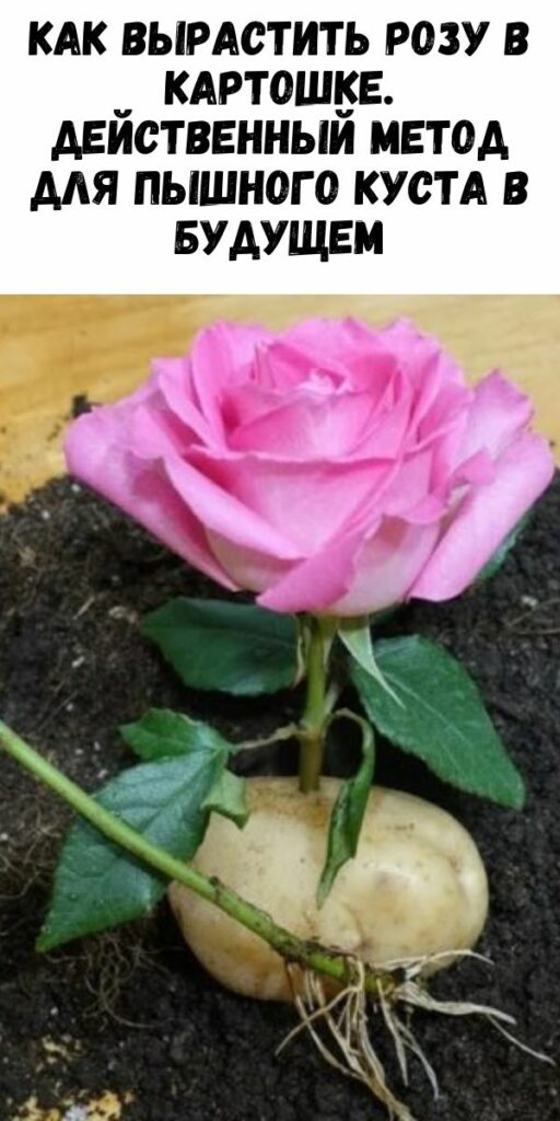 Как вырастить розу в картошке. Действенный метод для пышного куста в будущем