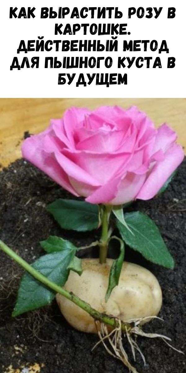 Вырастить розу в картошке в домашних условиях. Вырастить розу в картошке. Укоренение розы в картошке.