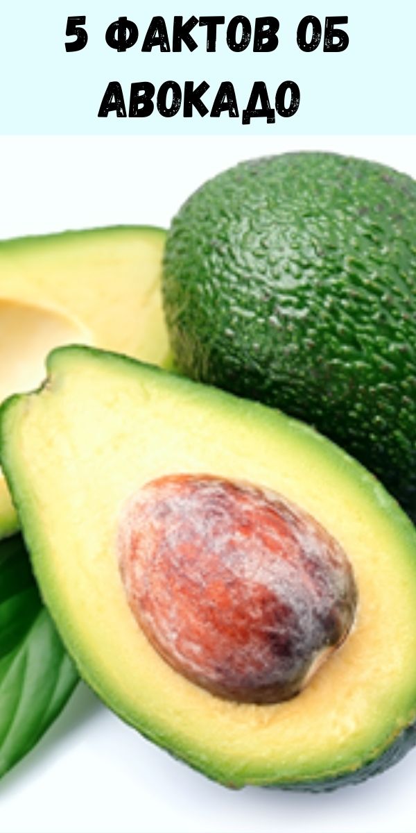5 фактов об авокадо (большинство людей не знают этого)
