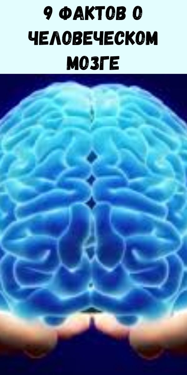 9 фактов о человеческом мозге