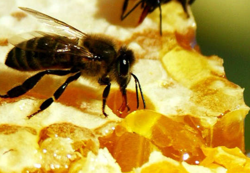 Пчеловодство апитерапия. Апитерапия пчелоужаливание. Яд пчелы. Пчелиный яд апитоксин.