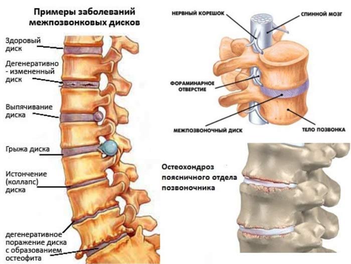 Чтобы дольше жить, нужно чаще наклонится!